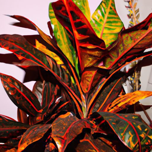 a tall colorful croton plant indoors pho 512x512 31410305