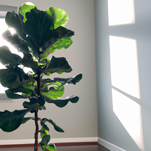 a tall green fiddle leaf fig plant place 512x512 1435397