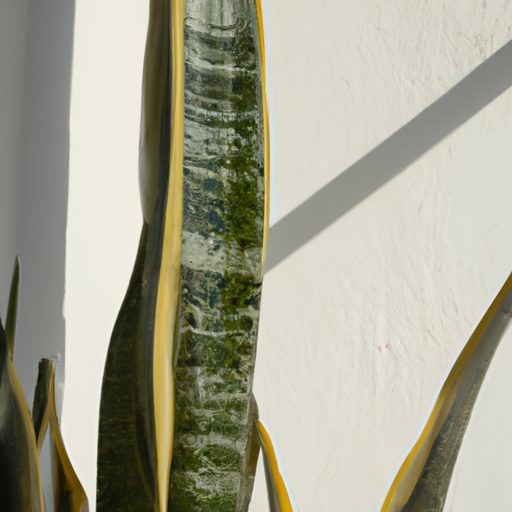a tall hardy snake plant thrives photore 512x512 51712456