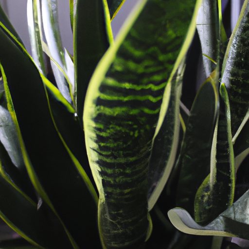 a thriving snake plant in low light phot 512x512 14373713