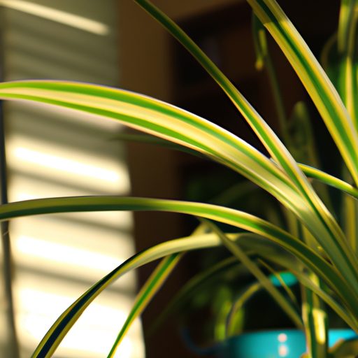 a thriving spider plant in sunlight phot 512x512 73971801