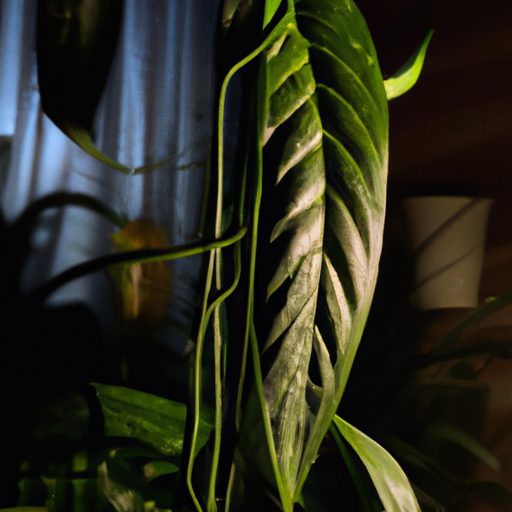 a thriving zz plant in a dimly lit room 512x512 17983024