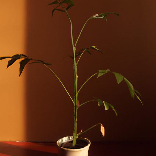 a thriving zz plant in a dimly lit room 512x512 51919628