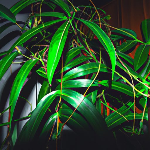 a thriving zz plant in a dimly lit room 512x512 75146806
