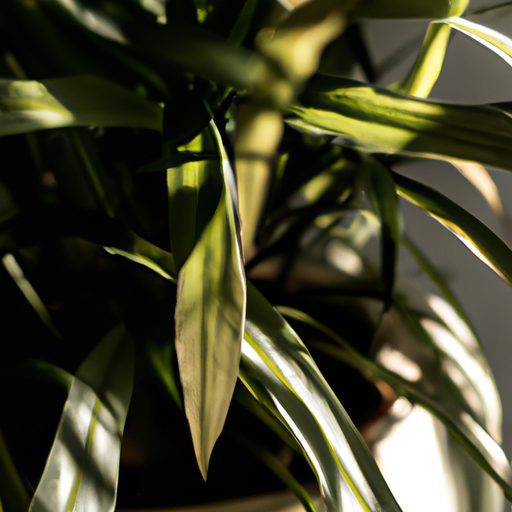 a variegated plant basking in filtered s 512x512 7634585