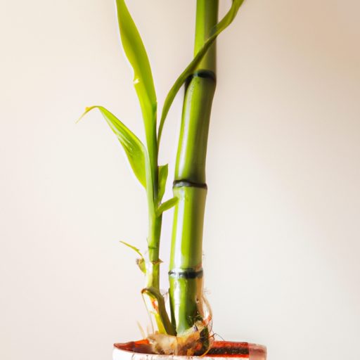 a vibrant and thriving bamboo plant emer 512x512 43848971