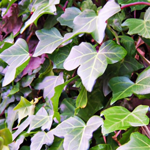 a vibrant english ivy plant thrives phot 512x512 474953