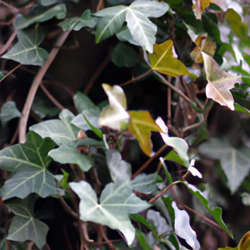 a vibrant english ivy plant thrives phot 512x512 71748268