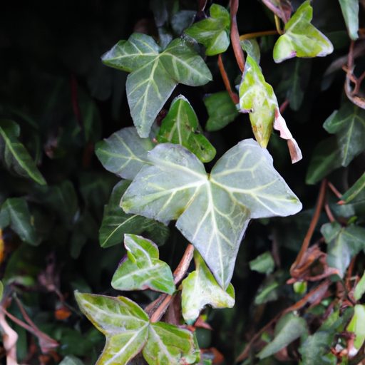 a vibrant english ivy plant thriving pho 512x512 53115862