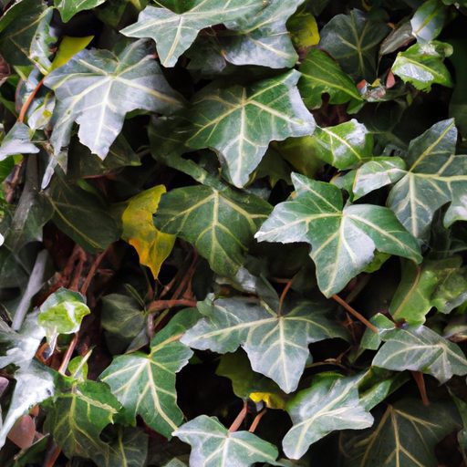 a vibrant english ivy plant thriving pho 512x512 73524760