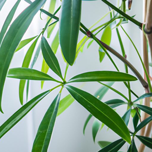 a vibrant green houseplant thriving indo 512x512 36454690