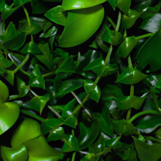 a vibrant green plant purifies air photo 512x512 1824479