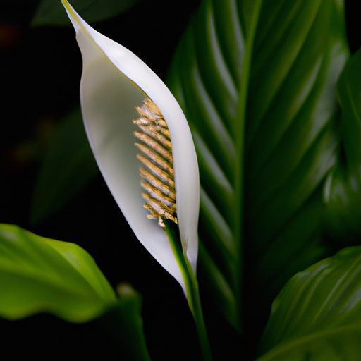 a vibrant peace lily basking outdoors ph 512x512 52796152