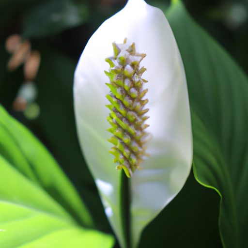 a vibrant peace lily basking outdoors ph 512x512 68238641
