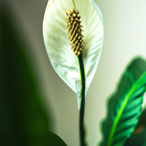 a vibrant peace lily sitting elegantly p 512x512 11395615