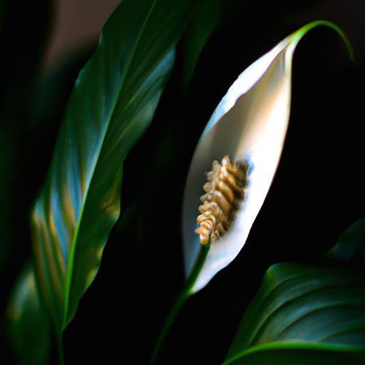 a vibrant peace lily sitting elegantly p 512x512 53041135