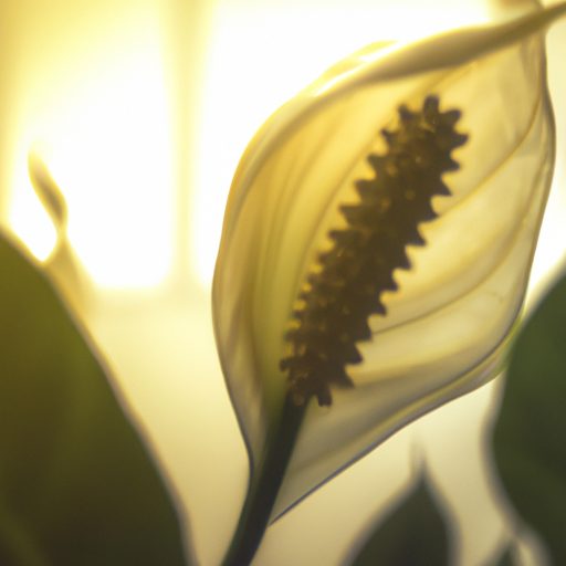 a vibrant peace lily surrounded by rays 512x512 55051794