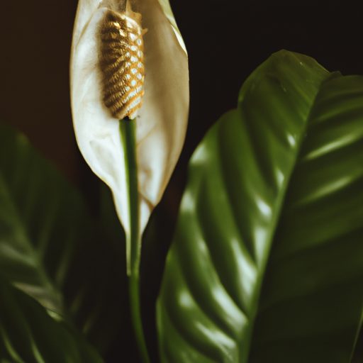 a vibrant peace lily thriving indoors ph 512x512 53308539