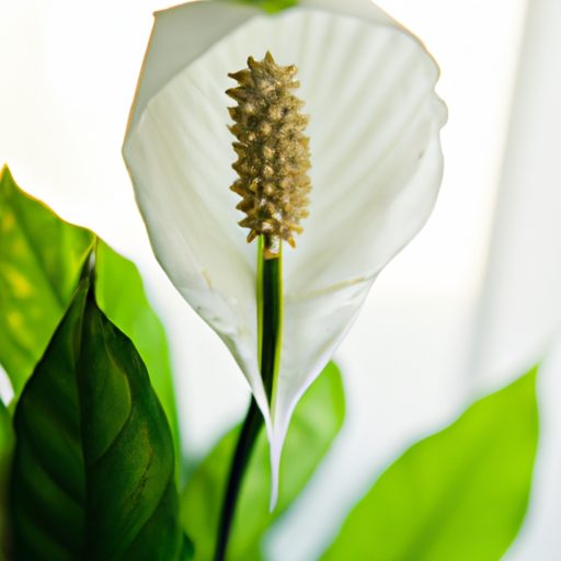 a vibrant peace lily thriving indoors ph 512x512 97744819