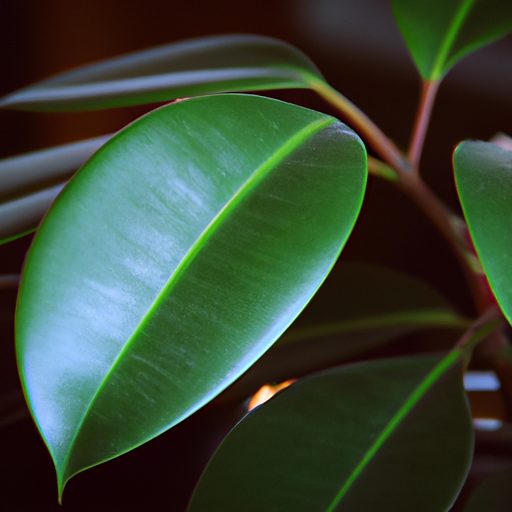 a vibrant rubber plant with glossy leave 512x512 79569869