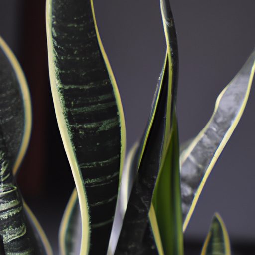 a vibrant snake plant purifies air photo 512x512 1427750