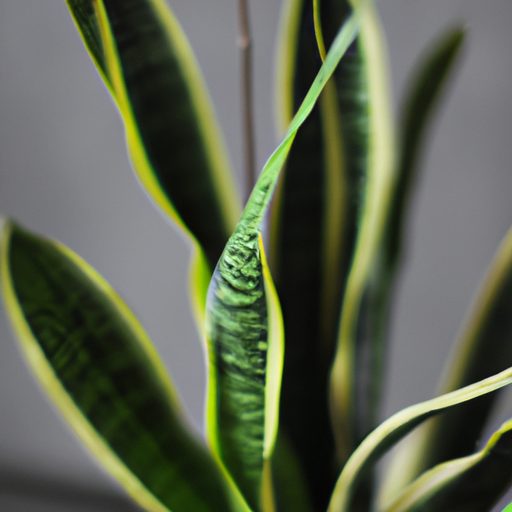 a vibrant snake plant purifying air phot 512x512 10700314