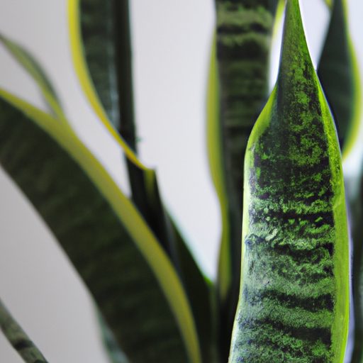 a vibrant snake plant purifying air phot 512x512 13871995