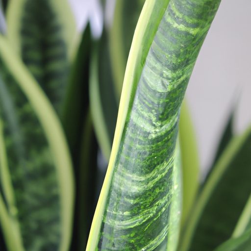 a vibrant snake plant purifying air phot 512x512 38260820
