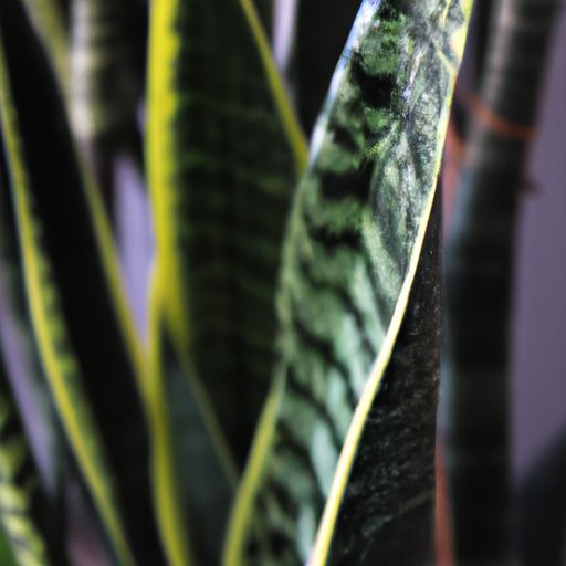 a vibrant snake plant purifying air phot 512x512 54669433