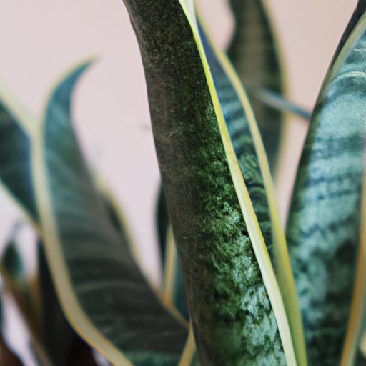a vibrant snake plant purifying air phot 512x512 54709509