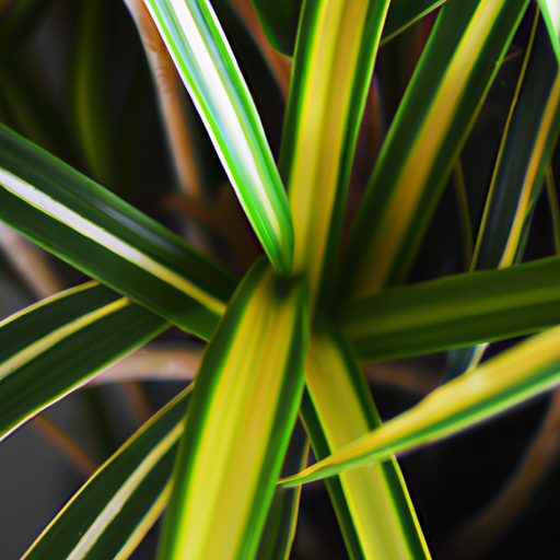 a vibrant spider plant purifying air pho 512x512 53099223