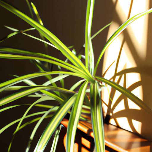 a vibrant spider plant with long elegant 512x512 24577526