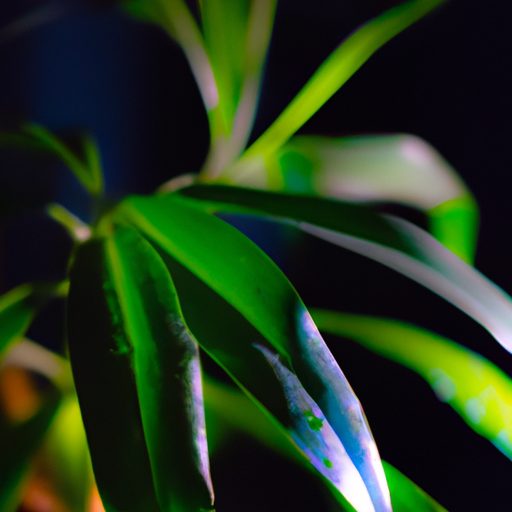 a vibrant zz plant in a dimly lit room s 512x512 44295627