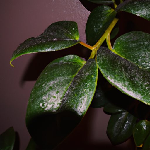 a vibrant zz plant in a dimly lit room s 512x512 81746160