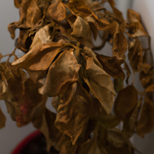 a wilted houseplant with brown leaves ph 512x512 4811376