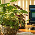 air purifying plants for office desk 2