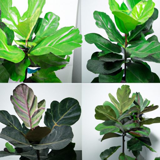an image of a fiddle leaf fig plant plac 512x512 81916821