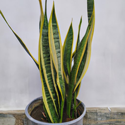 an image of a snake plant thriving in a 512x512 11912080