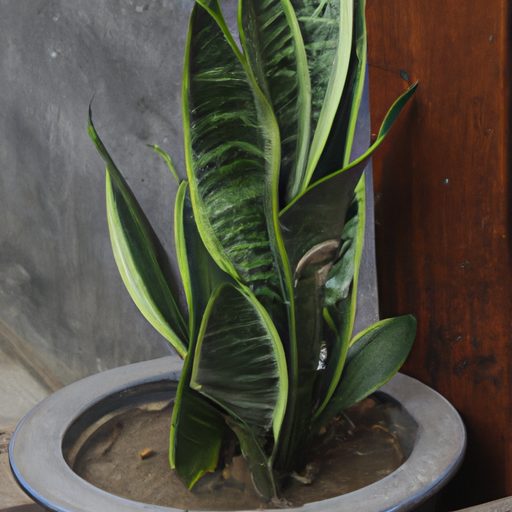 an image of a snake plant thriving in a 512x512 34440739