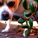 are jade plants poisonous for dogs