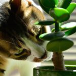 are jade plants poisonous to cats