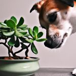 are jade plants poisonous to dogs