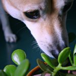 are jade plants toxic to dogs 2