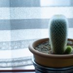 best light for cactus indoors 2