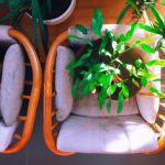 best oxygen plants for home 2