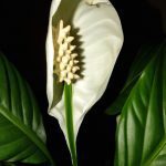 best pot for a peace lily 2