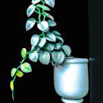 best pot for chinese money plant 2