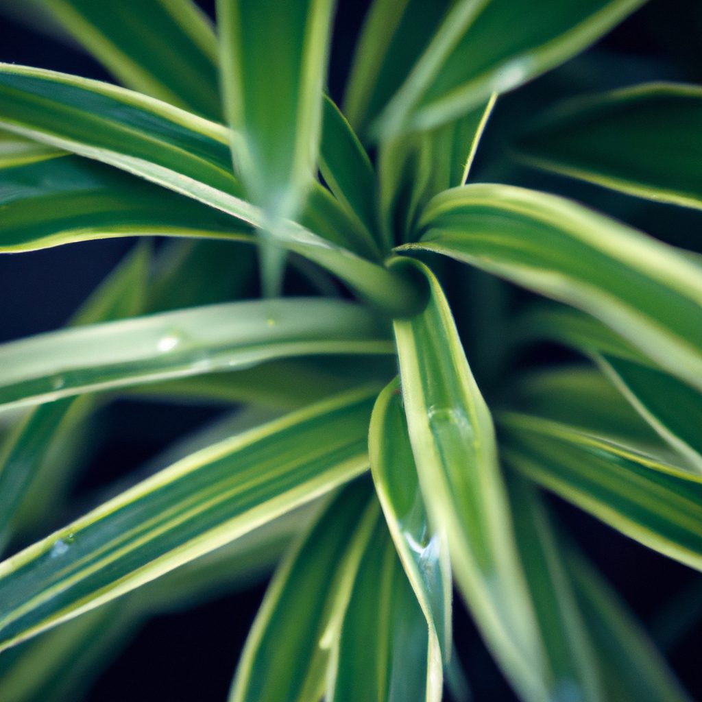 How To Care For Dracaena Plant Indoors