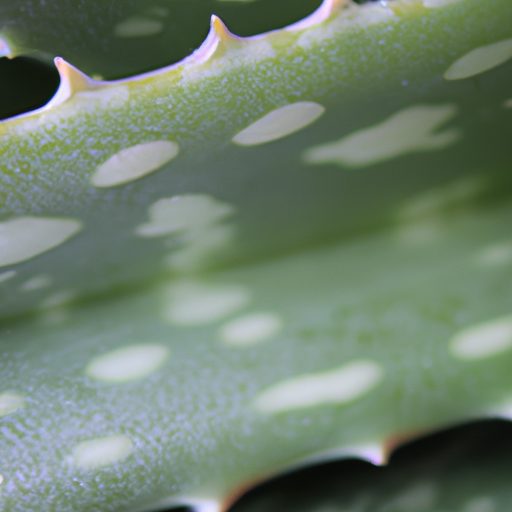 close up of a vibrant aloe vera leaf sho 512x512 41569407