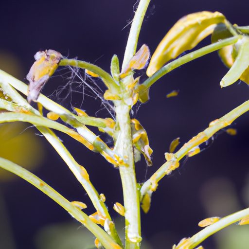 close up of spider mites on plant photor 512x512 78606447